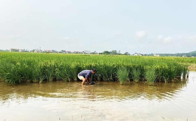 6 bước canh tác rươi kết hợp sản xuất lúa hữu cơ