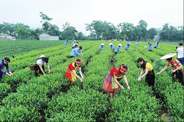 Đưa nông nghiệp hữu cơ về vùng sâu vùng xa, tiềm năng lớn nhưng còn nhiều trăn trở