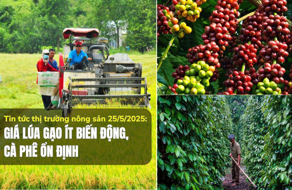Tin tức thị trường nông sản 25/5/2025: Giá lúa gạo ít biến động, cà phê ổn định