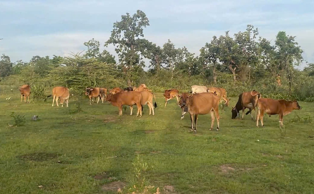Kon Tum: Phát triển chăn nuôi trâu, bò vùng đồng bào dân tộc thiểu số