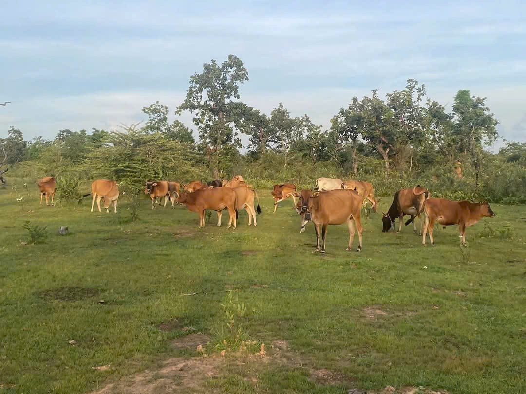 Kon Tum: Phát triển chăn nuôi trâu, bò vùng đồng bào dân tộc thiểu số