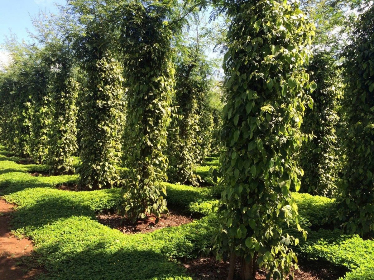 Lâm Đồng: Xã Đức An đẩy mạnh phát triển nông nghiệp công nghệ cao, nhiều mô hình hiệu quả