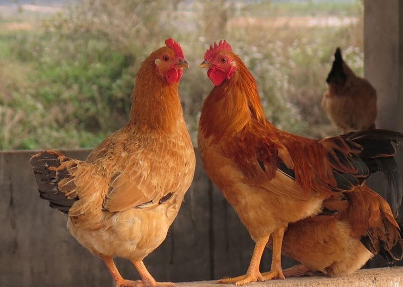 Gà đồi Tiên Yên: Hương vị núi non đất trời Đông Bắc