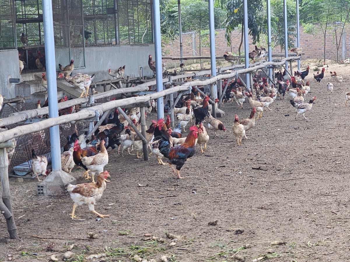 Bình Định: Sai phạm chưa bị xử lý đã xin điều chỉnh chủ trương đầu tư