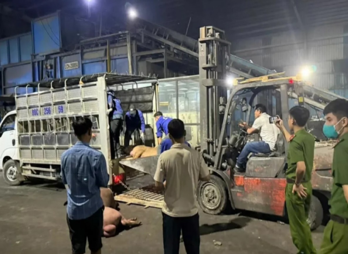 Vĩnh Phúc: Phát hiện trên 1.000kg lợn chết, bốc mùi chuẩn bị tuồn ra thị trường