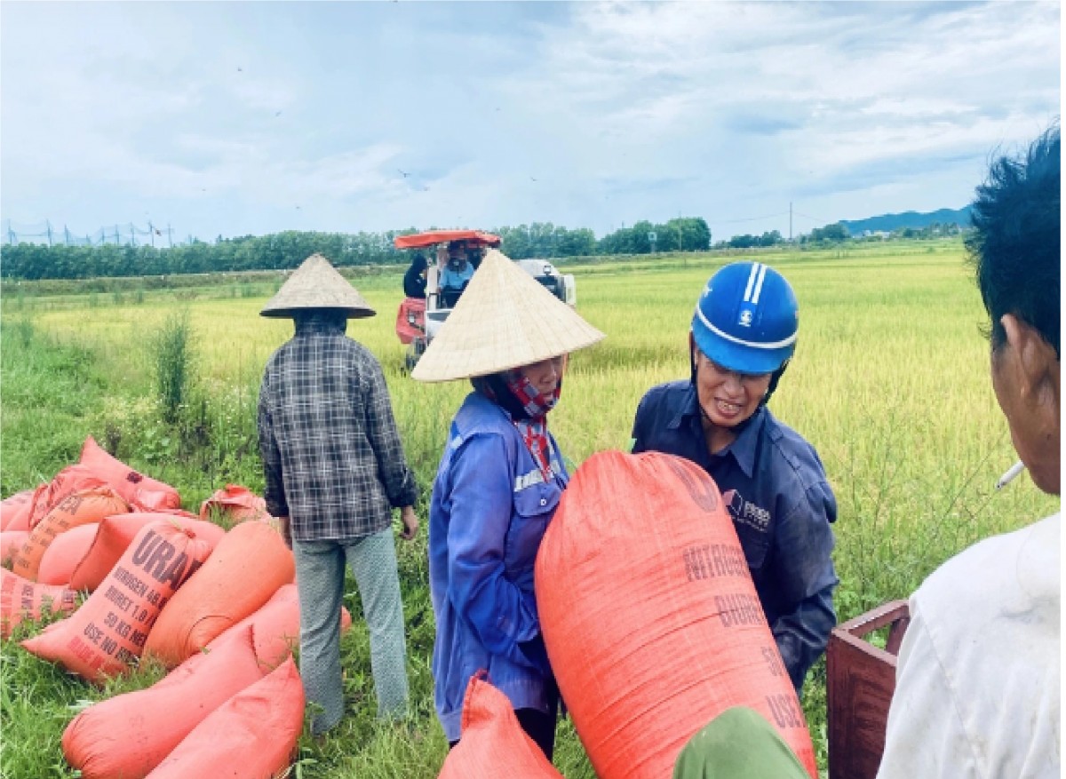Kim Thành là huyện đầu tiên ở Hải Dương thu hoạch lúa vụ đông xuân