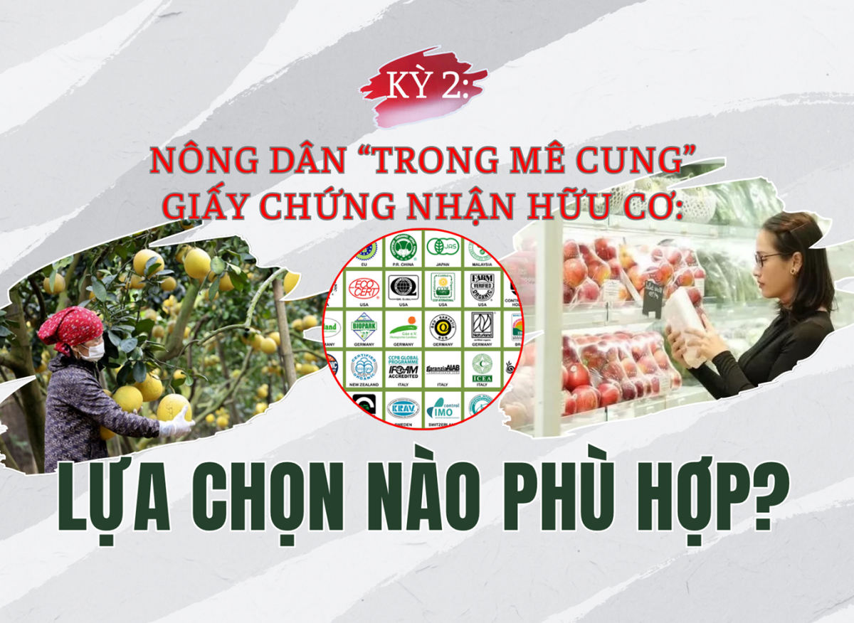 [Longform] KỲ 2: Nông dân "trong mê cung" giấy chứng nhận hữu cơ: Lựa chọn chứng nhận hữu cơ phù hợp với thị trường