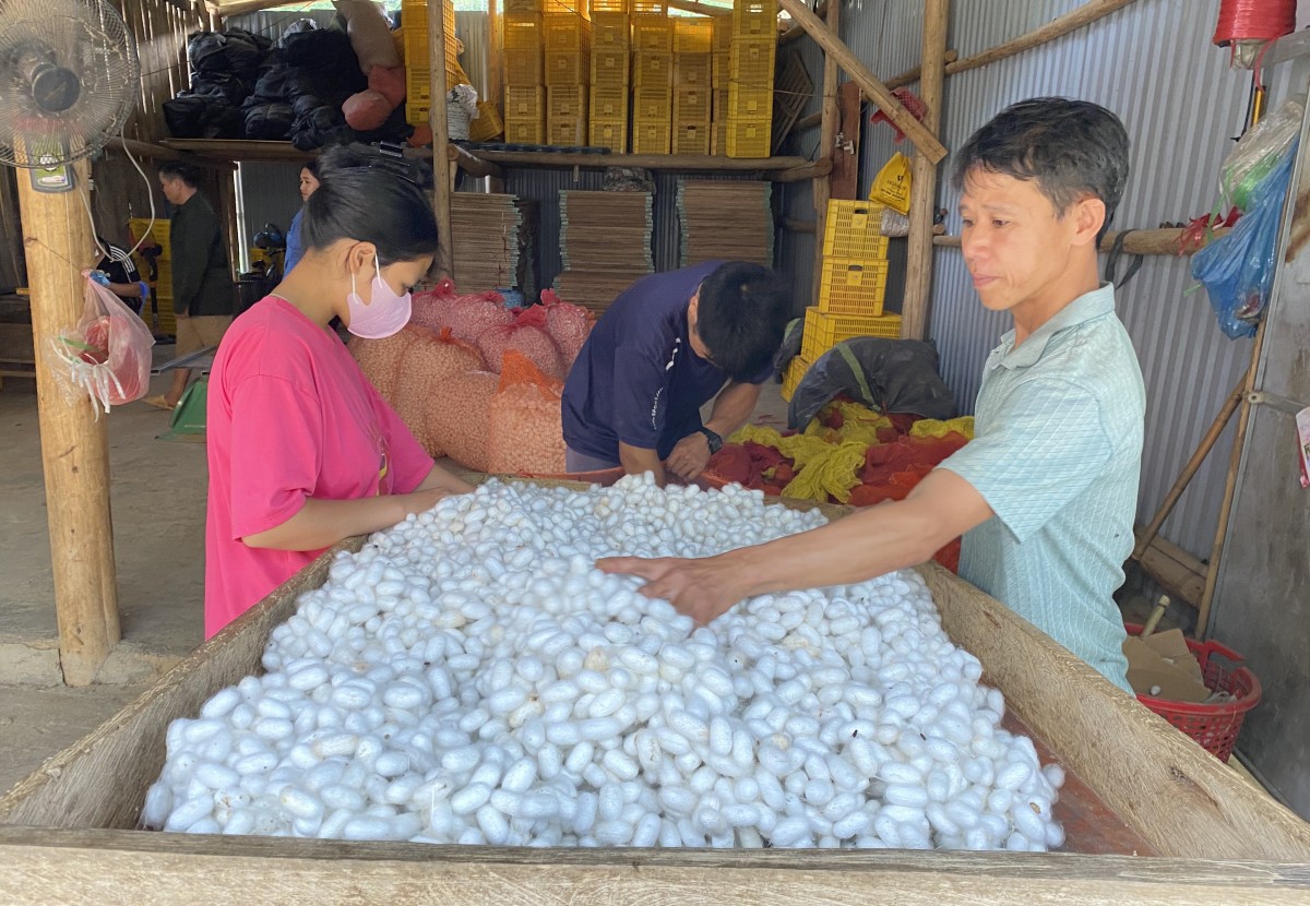 Hợp tác xã - Động lực thúc đẩy kinh tế, xã hội phát triển bền vững