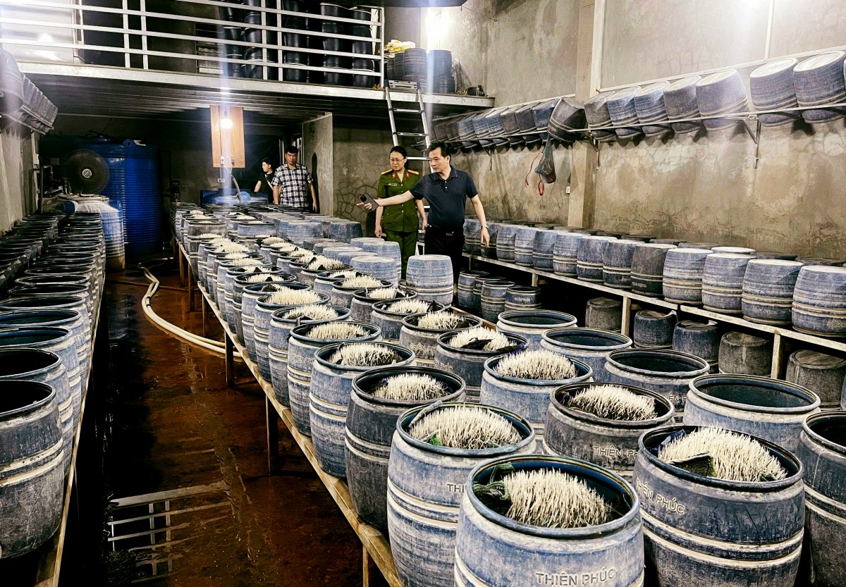 Một trong hai cơ sở sản xuất giá đỗ ở Lào Cai bị phát hiện dùng hóa chất độc hại.