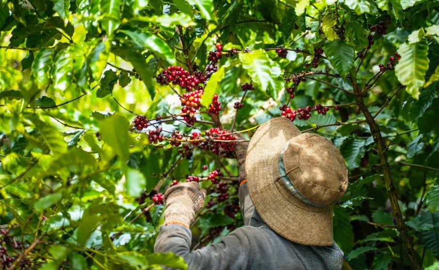 Lâm Đồng: Tích cực triển khai thực hiện Đề án Phát triển nông nghiệp hữu cơ