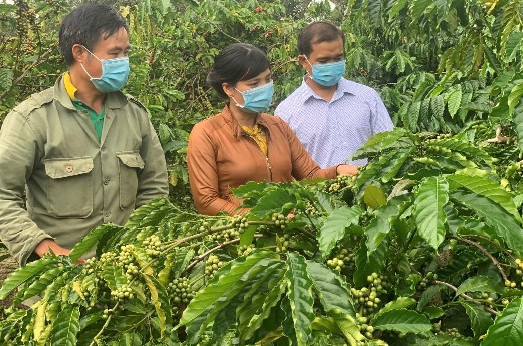 Đắk Lắk đặt mục tiêu nâng tầm hợp tác xã nông nghiệp năm 2025