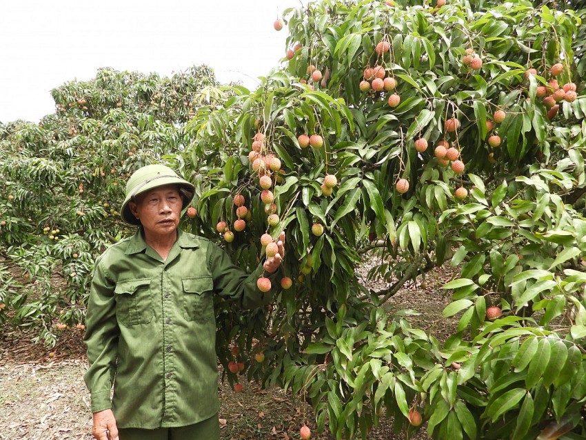 Vườn vải của ông Lưu Văn Thành tại khu Hiệp Thanh. Ảnh: Duy Tùng