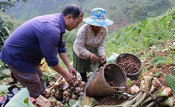 Cây trồng chủ lực giúp xã nghèo nhất Yên Bái vươn lên thoát nghèo