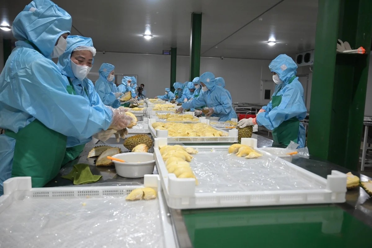 Củng cố vùng trồng, nâng cao chất lượng sầu riêng xuất khẩu