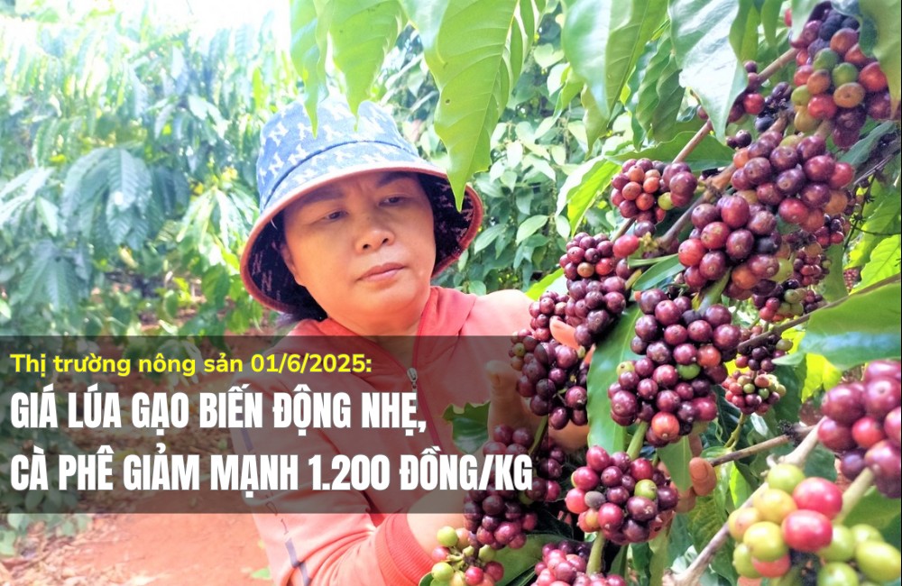 Thị trường nông sản 01/6/2025: Giá lúa gạo biến động nhẹ, cà phê giảm mạnh 1.200 đồng/kg