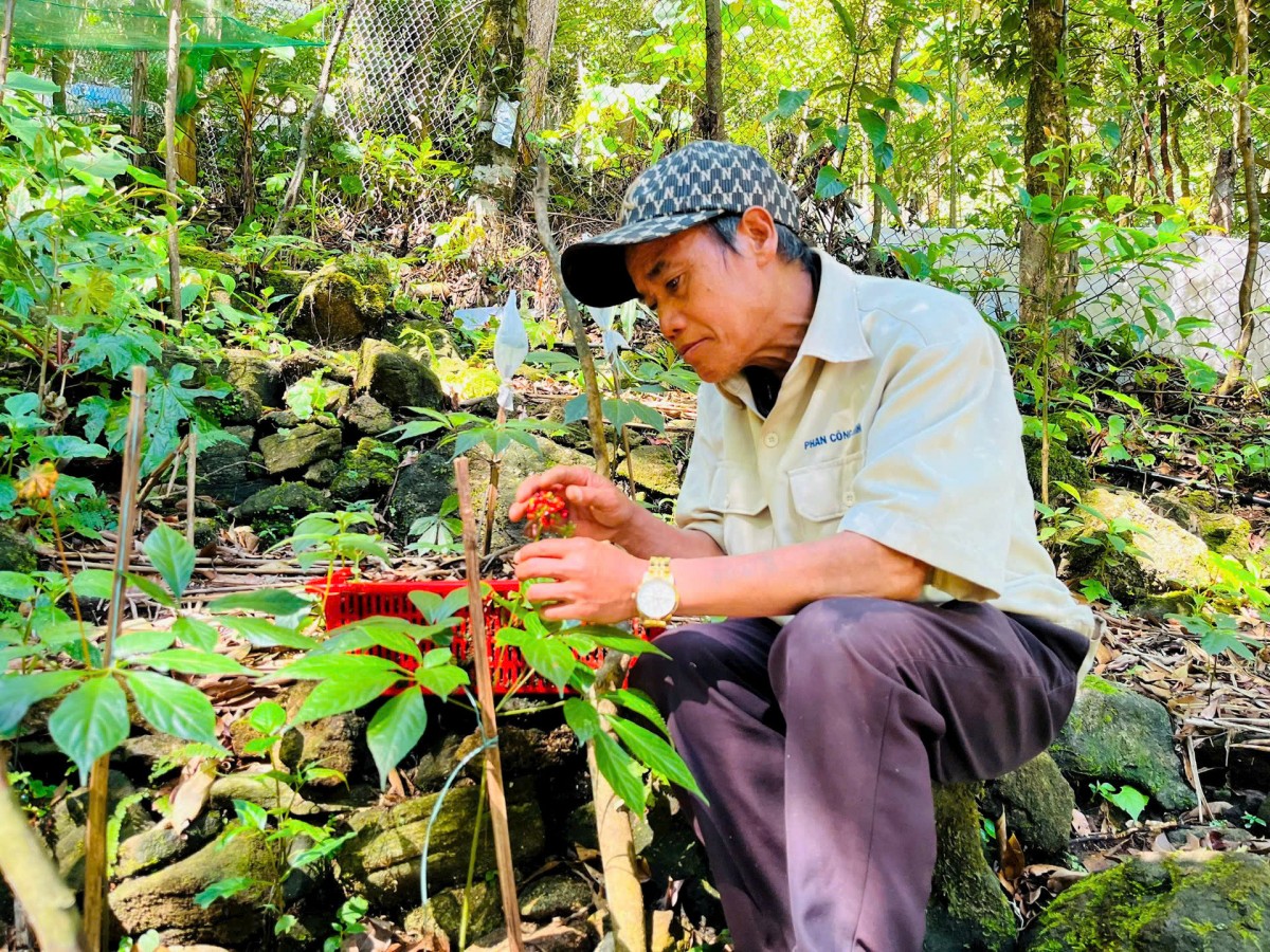 Tri thức dân gian về Sâm Ngọc Linh: “Di sản sống” của núi rừng Nam Trà My