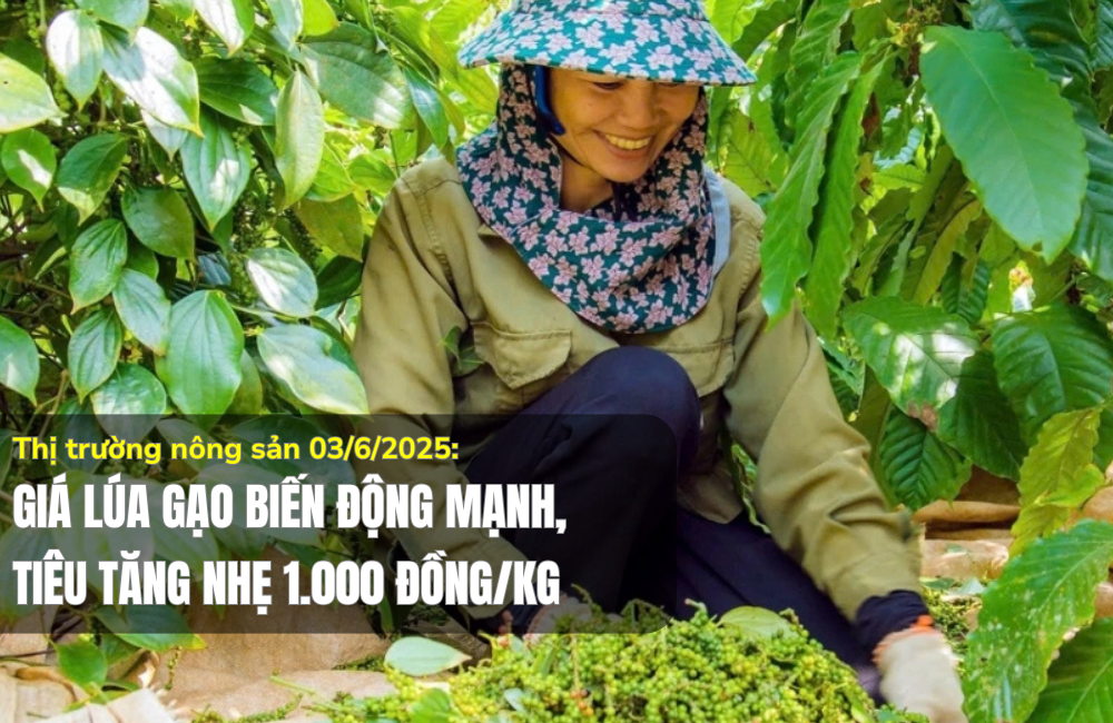 Thị trường nông sản 03/6/2025: Giá lúa gạo biến động mạnh, tiêu tăng nhẹ 1.000 đồng/kg