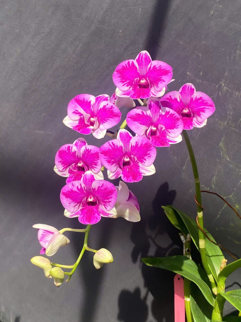 Ứng dụng công nghệ trồng lan, thu tiền tỷ mỗi năm