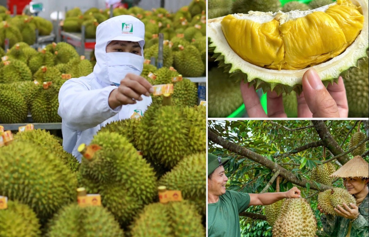 Tiếp tục xuất khẩu sầu riêng Việt Nam mà không áp biện pháp tạm dừng hay đàm phán lại