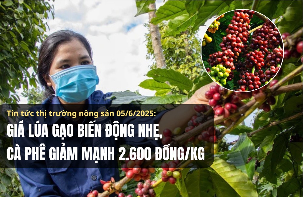 Thị trường nông sản 05/6/2025: Giá lúa gạo biến động nhẹ, cà phê giảm mạnh 2.600 đồng/kg