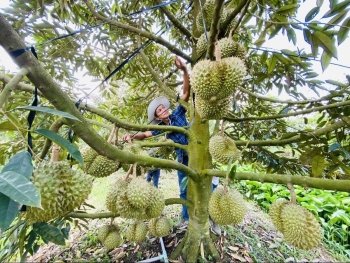 Canh tác hữu cơ góp phần làm giảm tác động ô nhiễm Cadimi