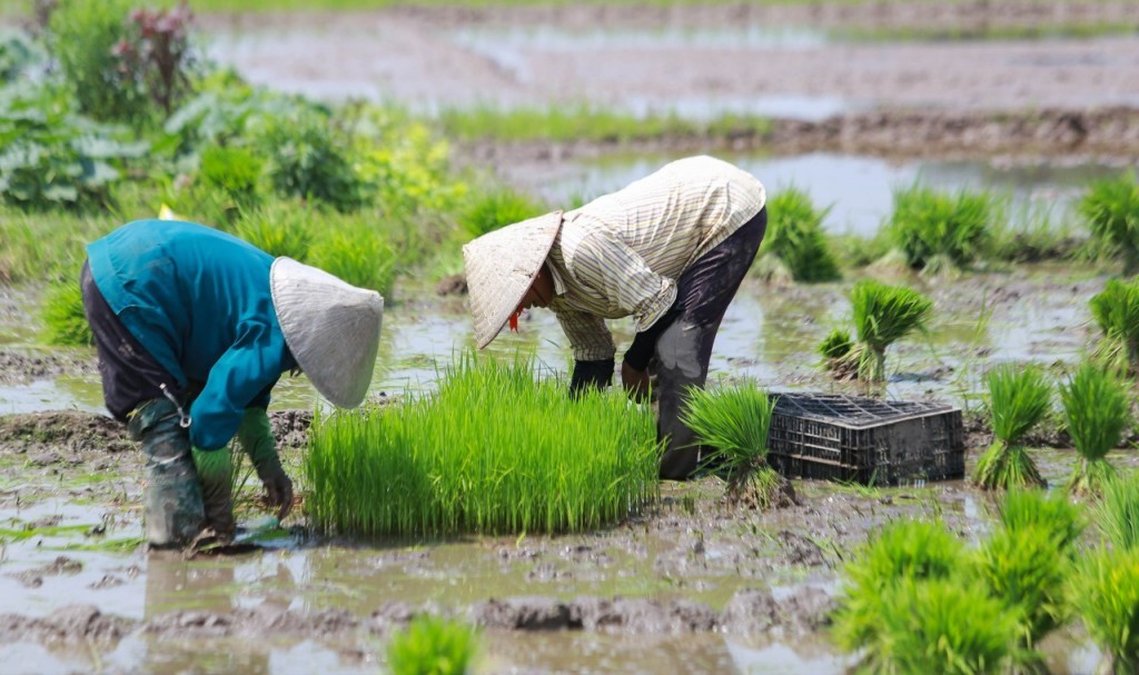 Từ 1/7: Tổng điều tra nông thôn, nông nghiệp năm 2025