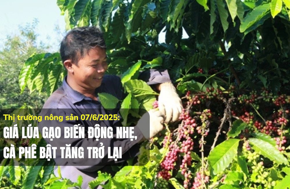 Thị trường nông sản 07/6/2025: Giá lúa gạo biến động nhẹ, cà phê bật tăng trở lại