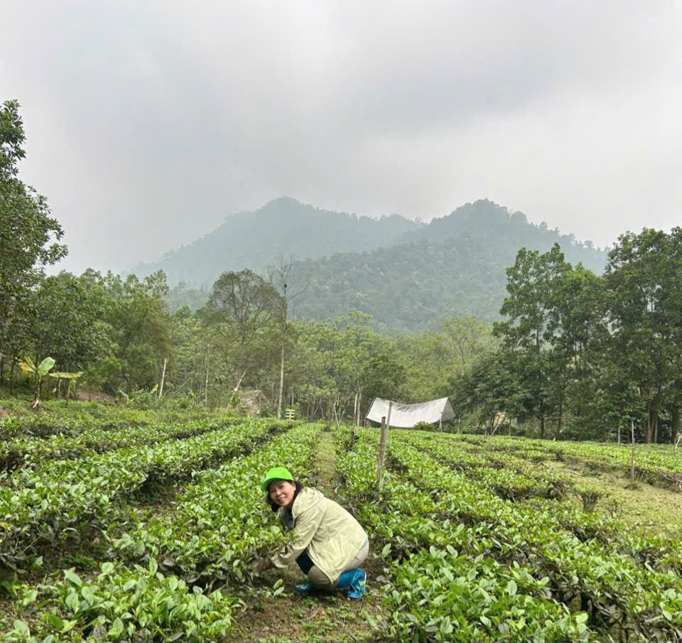 Người phụ nữ đam mê xây dựng thương hiệu chè hữu cơ