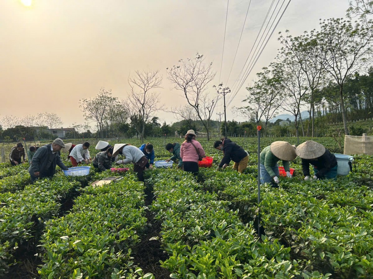 Người phụ nữ đam mê xây dựng thương hiệu chè hữu cơ