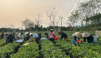 Người phụ nữ đam mê xây dựng thương hiệu chè hữu cơ