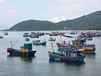 Phú Yên: Sản lượng thuỷ sản 6 tháng đầu năm đạt trên 61% so với kế hoạch