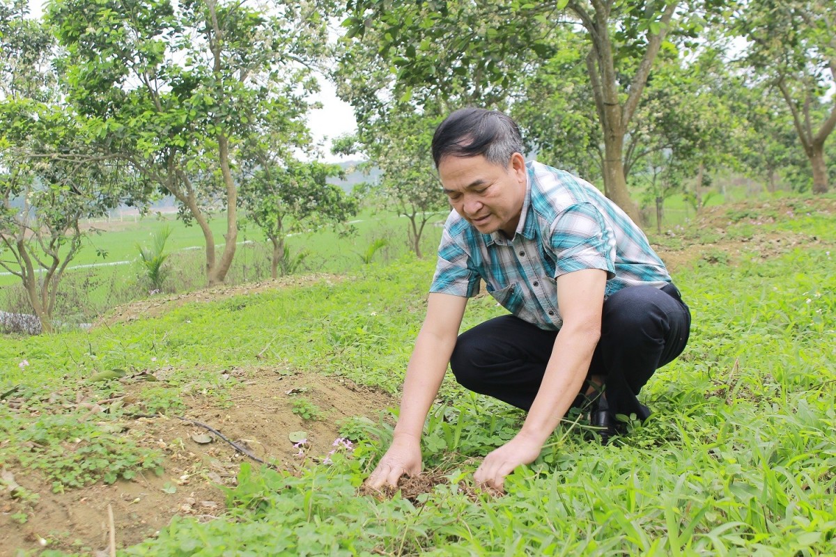 Giấc mơ xanh và bài toán vàng từ nông nghiệp hữu cơ Thanh Hóa - Kỳ 2: 