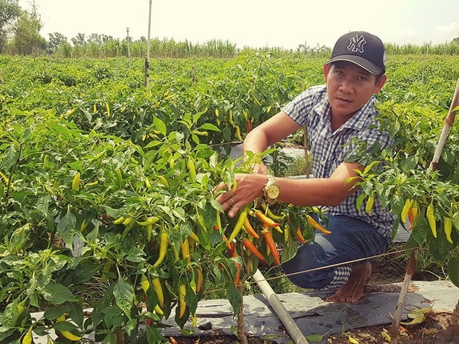 Giấc mơ xanh và bài toán vàng từ nông nghiệp hữu cơ Thanh Hóa - Kỳ 2: "Xanh" đất, "lành" người