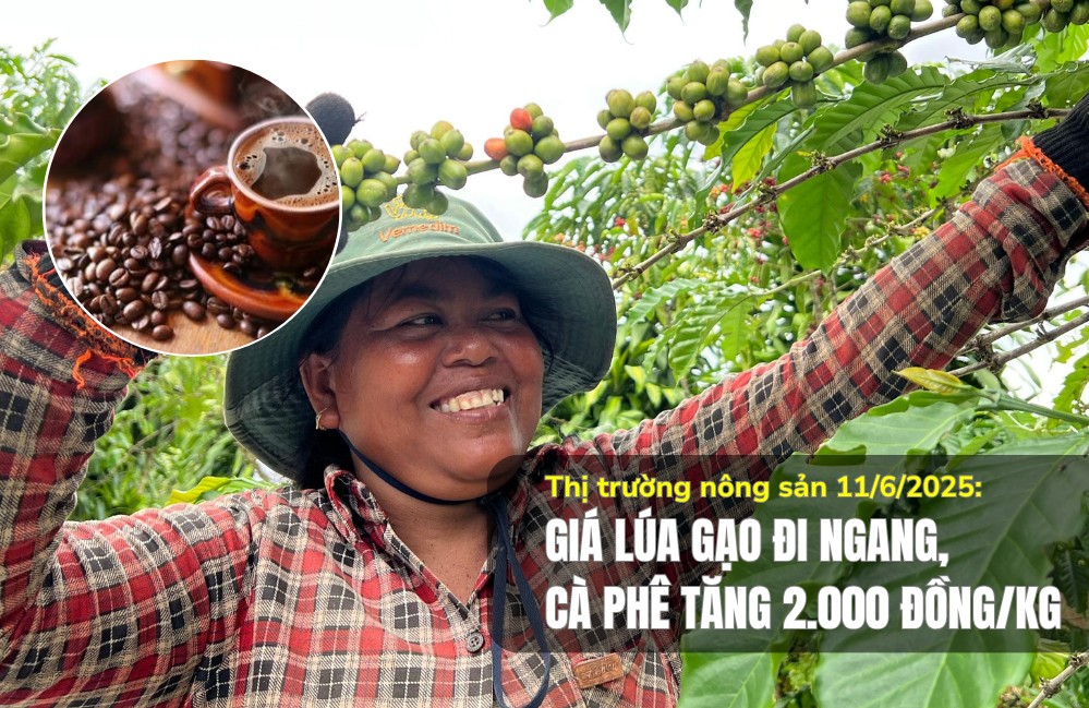 Thị trường nông sản 11/6/2025: Giá lúa gạo đi ngang, cà phê tăng 2.000 đồng/kg
