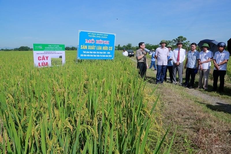 Giấc mơ xanh và bài toán vàng từ nông nghiệp hữu cơ Thanh Hóa - Bài 3: Gỡ “nút thắt” thị trường