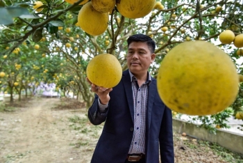 Giấc mơ xanh và bài toán vàng từ nông nghiệp hữu cơ Thanh Hóa - Bài 3: Gỡ “nút thắt” thị trường