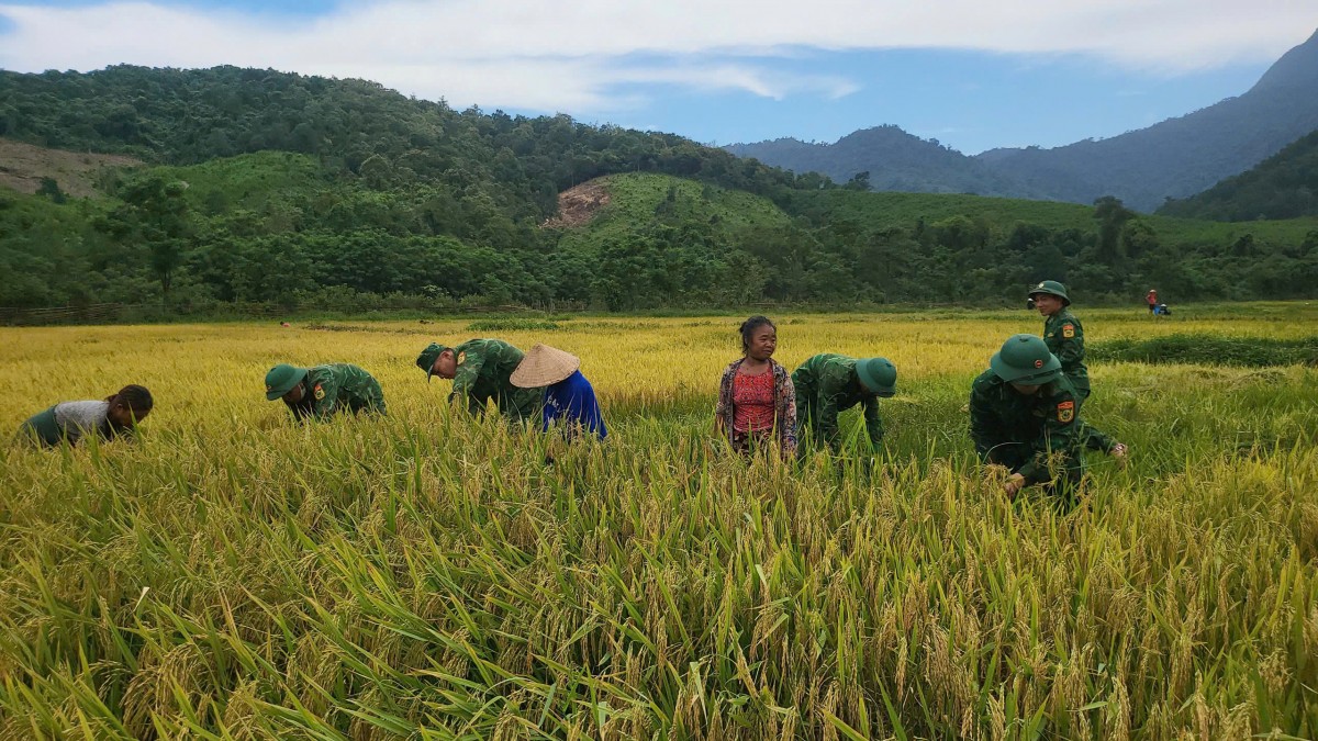 Biên phòng Quảng Bình giúp bà con dân bản thu hoạch lúa Đông Xuân năm 2025