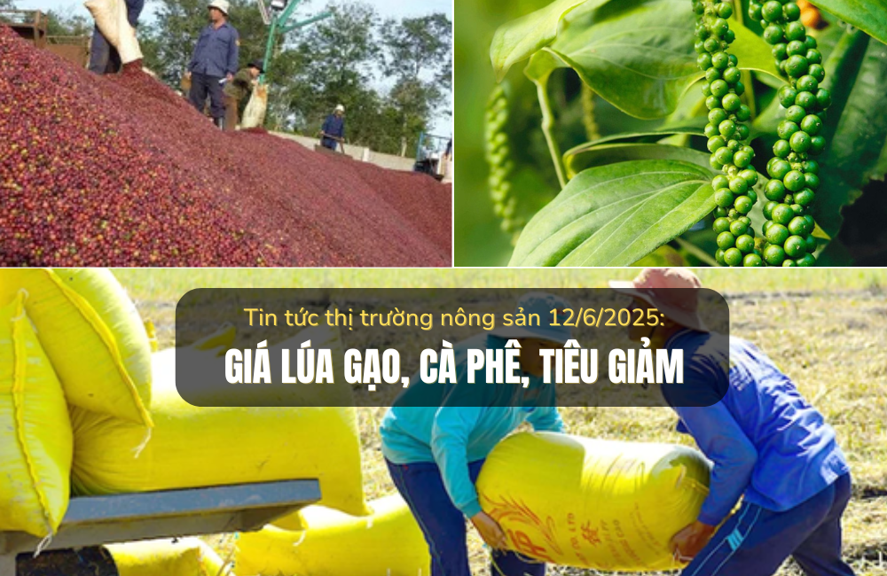 Thị trường nông sản 12/6/2025: Giá lúa gạo, cà phê, tiêu đều giảm