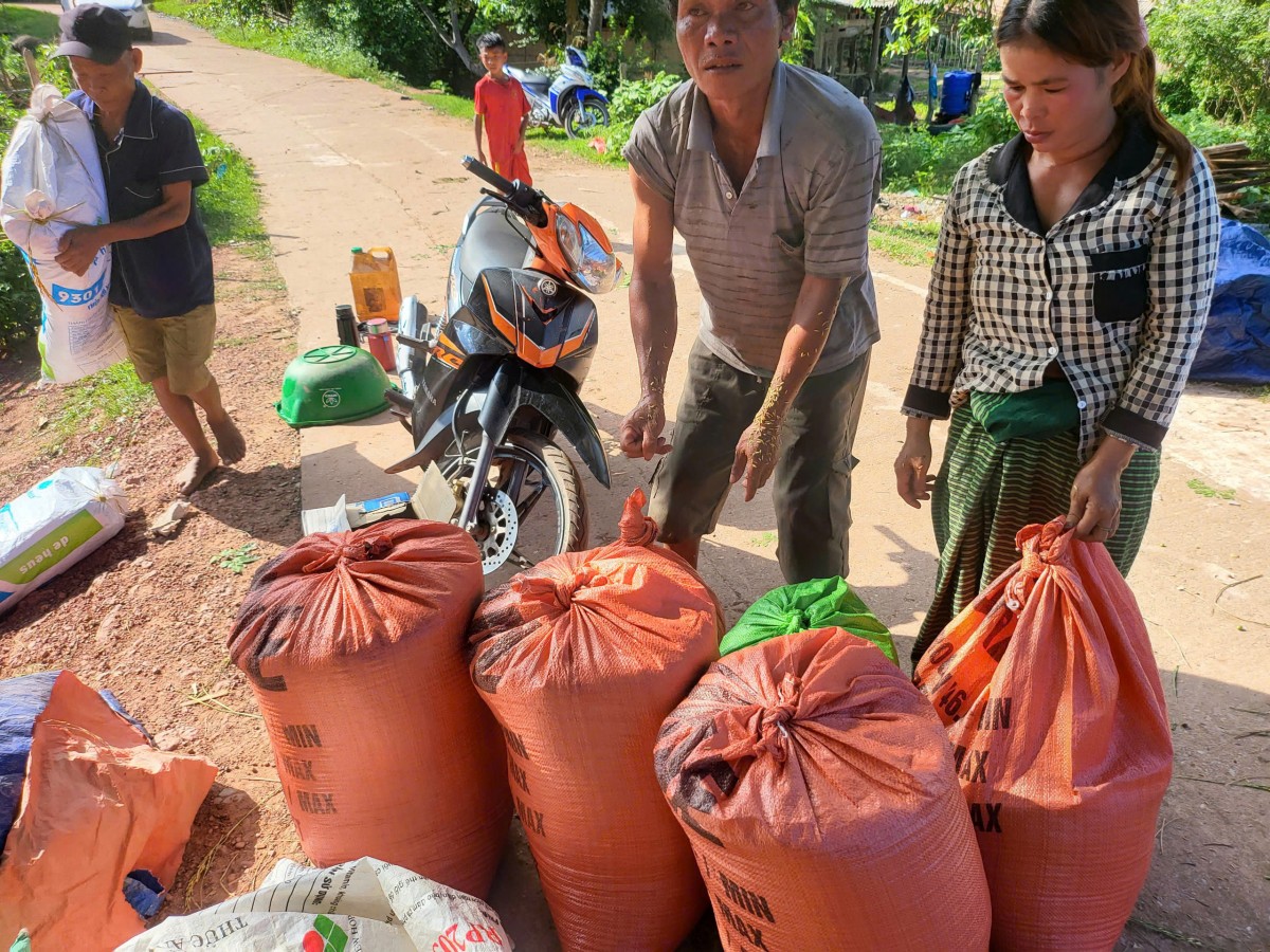 Biên phòng Quảng Bình giúp bà con dân bản thu hoạch lúa Đông Xuân năm 2025