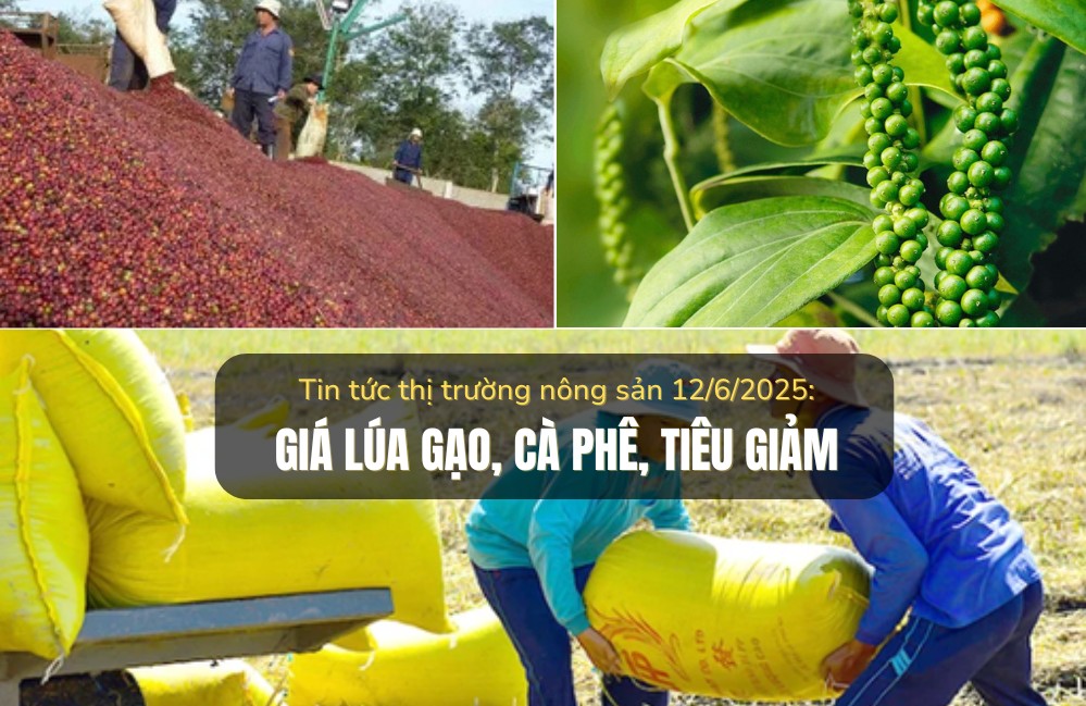Thị trường nông sản 12/6/2025: Giá lúa gạo, cà phê, tiêu đều giảm