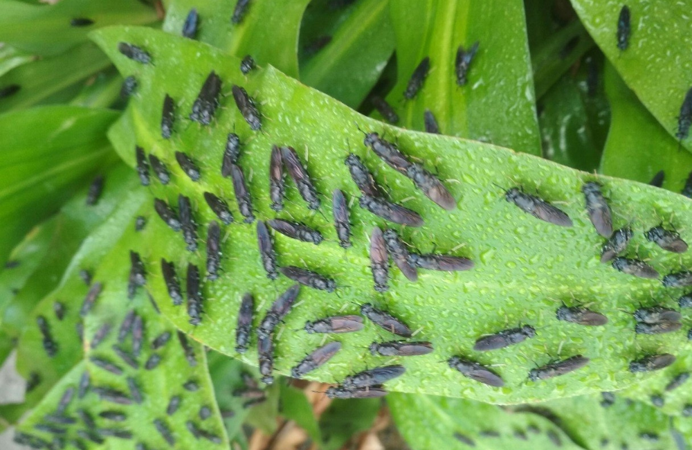 Ruồi lính đen: Giải pháp xử lí rác thải hữu cơ