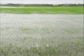 Bão số 1: 22.500 ha lúa và hoa màu bị ngập