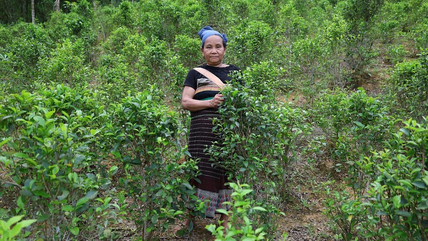 bà Phạm Thị Can cho hay  mỗi năm thu nhập từ 30-40 triệu đồng từ sản phẩm chè Tán Ma giúp ổn định cuộc sống cho gia đình.