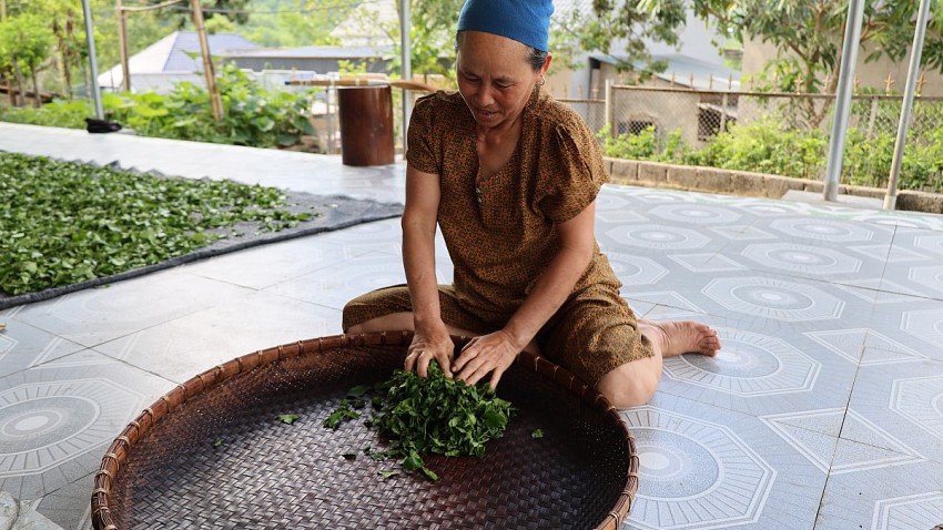 Theo bà Hà Thị Thảo  sản xuất chè Tán Ma phải đảm bảo nhiều yếu tố thì chè mới có hương vị đăng trưng, thơm ngon.