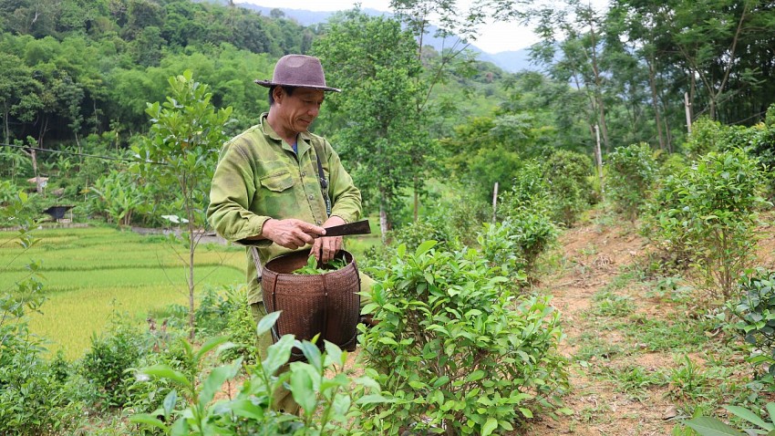 Người dân bản Phụn đang tập trung mở rộng trồng chè Tán Ma.