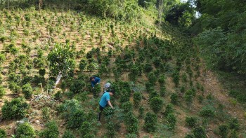 Định hướng xây dựng chè Tán Ma thành sản phẩm OCOP sẽ góp phần duy trì và phát triển được các đồi chè cổ của người Thái.