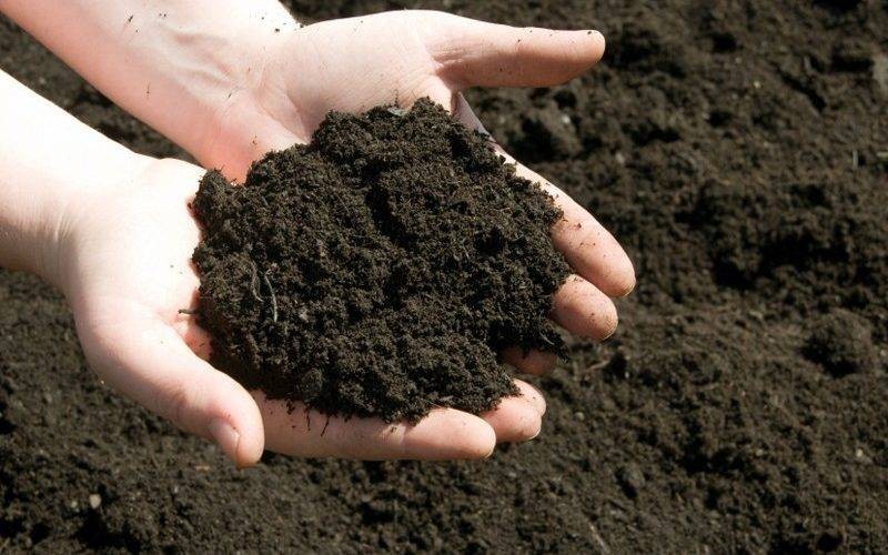 Cách sử dụng phân bón hữu cơ đạt hiệu quả tối ưu
