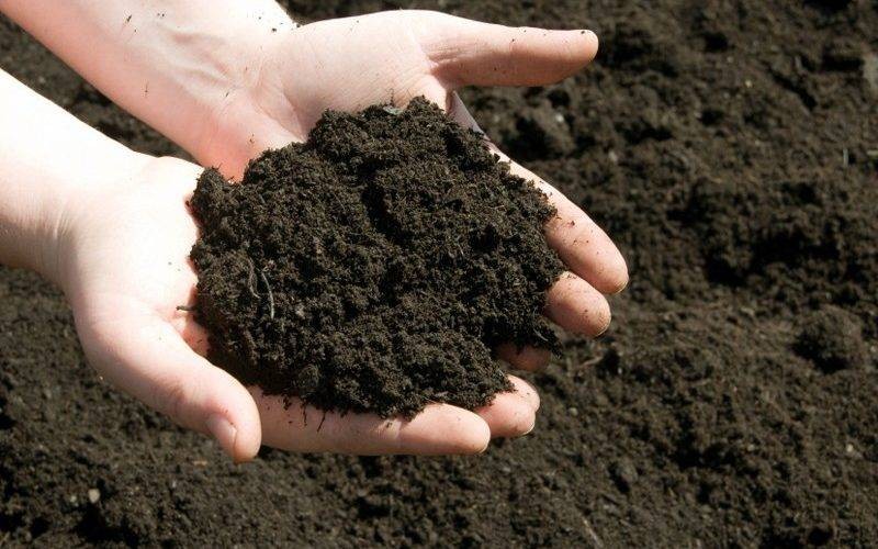 Cách sử dụng phân bón hữu cơ đạt hiệu quả tối ưu