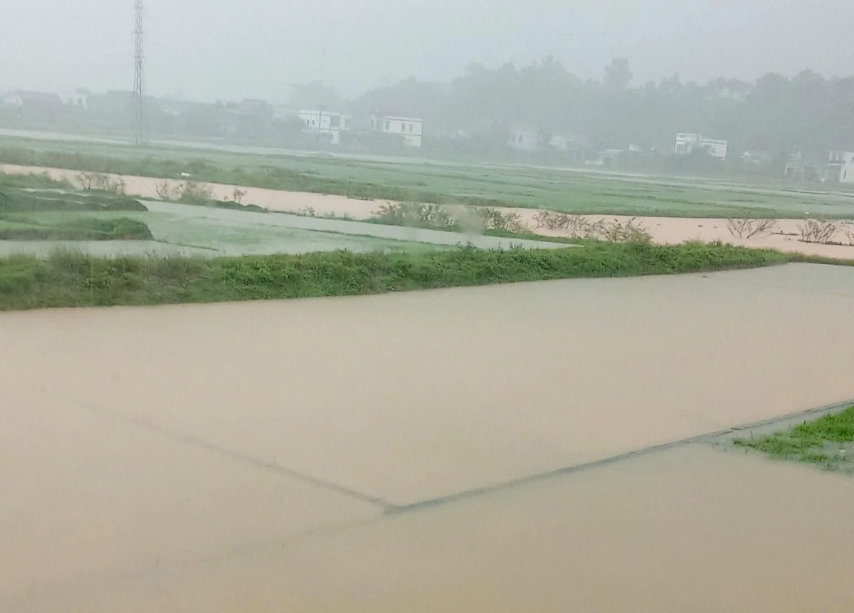 Bão số 1 gây ngập úng nhiều diện tích lúa hè thu ở Quảng Bình