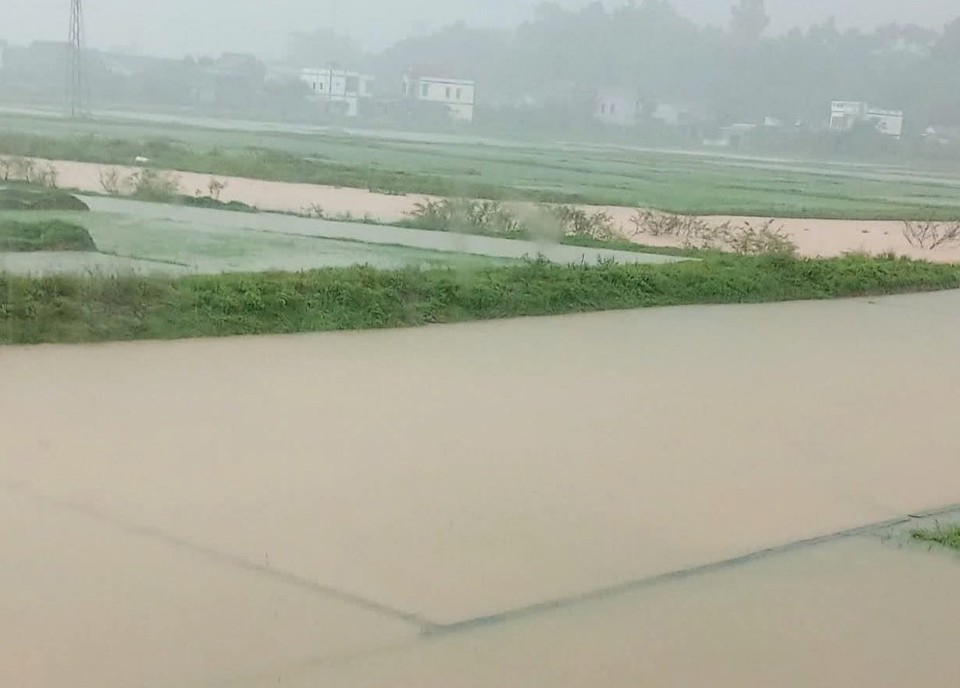 Bão số 1 gây ngập úng nhiều diện tích lúa hè thu ở Quảng Bình